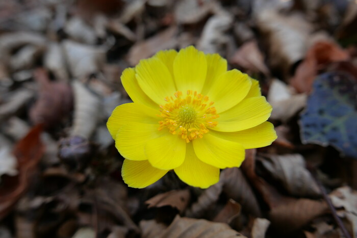 아름다운 겨울 풍광과 맑은 숲이 함께...